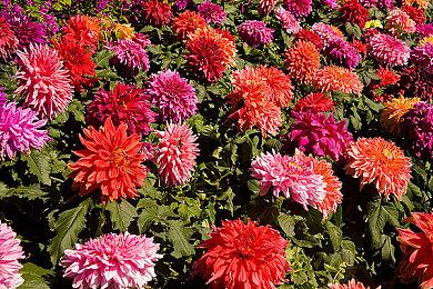 网传《GTA6》能进入酒店 NPC会抢劫玩家房子和车辆