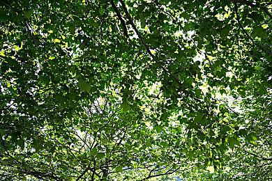 V社公布Steam Deck OLED透明限量版购买限制：仅限加拿大和美国地区